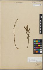Foto von Salix repens subsp. incubacea (L.) A. Neumann